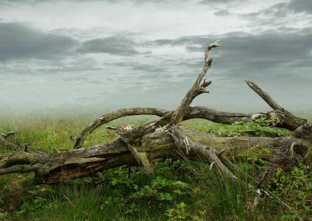 Význam odumretého dreva v lesnom prostredí