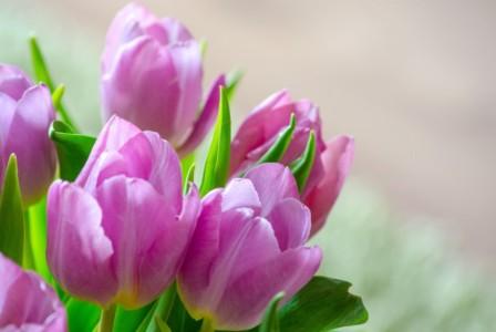 Deň tulipánov