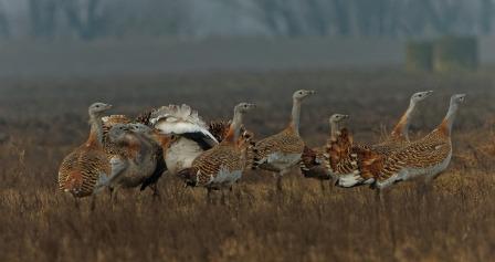 Chránené vtáčie územie Sysľovské polia - prírodný poklad na okraji Bratislavy