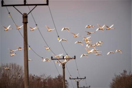 O ochrane vtákov na elektrických vedeniach